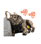 French Bulldog NP fragrancy（個別スタンプ：9）