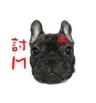 French Bulldog NP fragrancy（個別スタンプ：13）