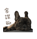 French Bulldog NP fragrancy（個別スタンプ：17）