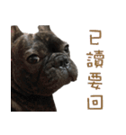 French Bulldog NP fragrancy（個別スタンプ：18）