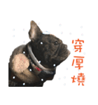 French Bulldog NP fragrancy（個別スタンプ：21）