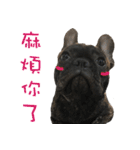 French Bulldog NP fragrancy（個別スタンプ：22）