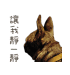 French Bulldog NP fragrancy（個別スタンプ：23）