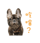 French Bulldog NP fragrancy（個別スタンプ：24）