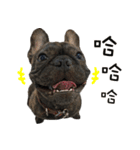 French Bulldog NP fragrancy（個別スタンプ：25）