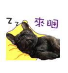 French Bulldog NP fragrancy（個別スタンプ：30）