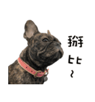 French Bulldog NP fragrancy（個別スタンプ：32）