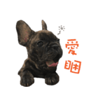 French Bulldog NP fragrancy（個別スタンプ：34）