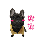 French Bulldog NP fragrancy（個別スタンプ：38）