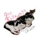 ねこずスタンプ2（個別スタンプ：4）