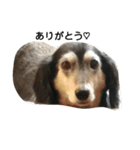 Dachshund Puta（個別スタンプ：2）