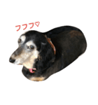 Dachshund Puta（個別スタンプ：4）