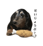 Dachshund Puta（個別スタンプ：6）