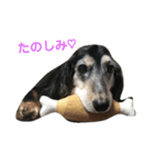 Dachshund Puta（個別スタンプ：7）