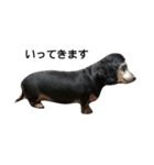 Dachshund Puta（個別スタンプ：12）