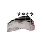 Pets No,1（個別スタンプ：7）