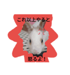 Pets No,1（個別スタンプ：12）