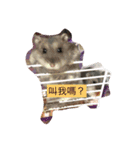 cute hamster17（個別スタンプ：13）