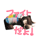 dog cat heart MIX（個別スタンプ：8）