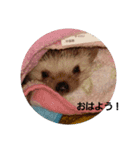 hedgehog.hatibee2（個別スタンプ：1）