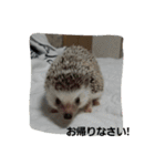 hedgehog.hatibee2（個別スタンプ：2）