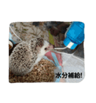 hedgehog.hatibee2（個別スタンプ：3）