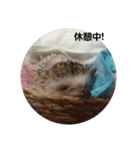 hedgehog.hatibee2（個別スタンプ：4）