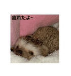 hedgehog.hatibee2（個別スタンプ：5）