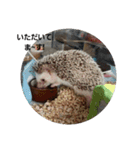 hedgehog.hatibee2（個別スタンプ：6）