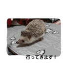 hedgehog.hatibee2（個別スタンプ：7）