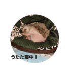 hedgehog.hatibee2（個別スタンプ：10）