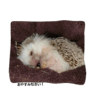 hedgehog.hatibee2（個別スタンプ：11）