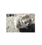 hedgehog.hatibee2（個別スタンプ：12）