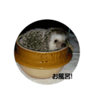 hedgehog.hatibee2（個別スタンプ：13）