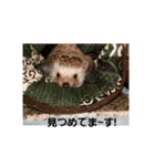 hedgehog.hatibee2（個別スタンプ：14）