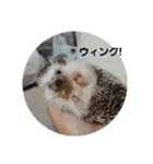 hedgehog.hatibee2（個別スタンプ：15）