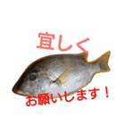 鮮魚のつぶやき 3（個別スタンプ：14）