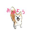 柴犬あじサン（個別スタンプ：1）