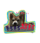 柴犬あじサン（個別スタンプ：2）