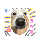 it's my dog BUNO（個別スタンプ：16）