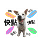 it's my dog BUNO（個別スタンプ：17）