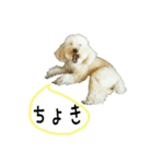 おうちプードルのジャン犬ポン（個別スタンプ：3）
