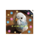 かわいい インコとぬいぐるみ（個別スタンプ：1）