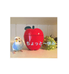 かわいい インコとぬいぐるみ（個別スタンプ：8）