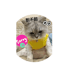 Funny bagel cat（個別スタンプ：5）