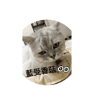 Funny bagel cat（個別スタンプ：10）