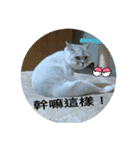 Funny bagel cat（個別スタンプ：11）