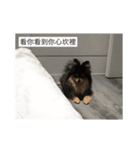 3 Furrr Balls（個別スタンプ：4）