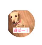 かわいい犬、まーりー！（個別スタンプ：7）