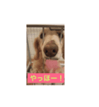 かわいい犬、まーりー！（個別スタンプ：8）